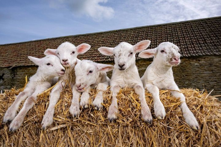 Ewe go, girl! Sheep births ‘one-in-a-million’ quintuplet baby lambs