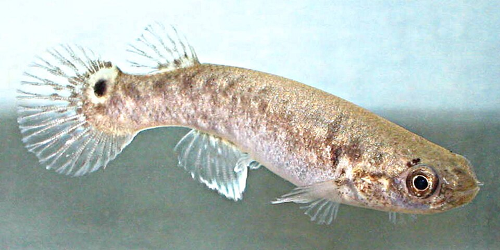 Research shows magic mushrooms make fish lazier and less aggressive