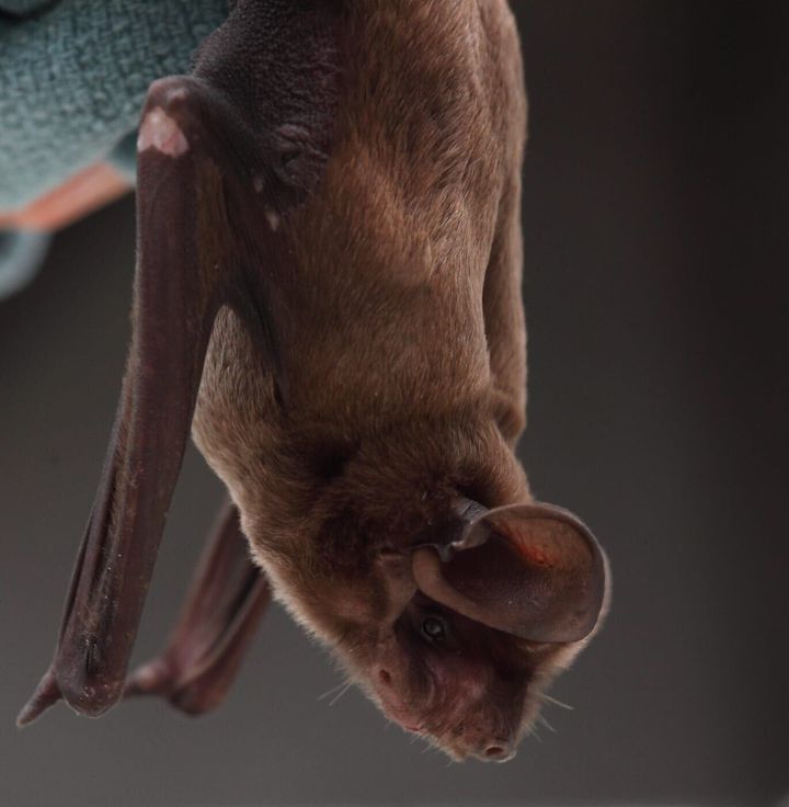 Rabid bat marks first rabies case of 2026 confirmed in Flathead County