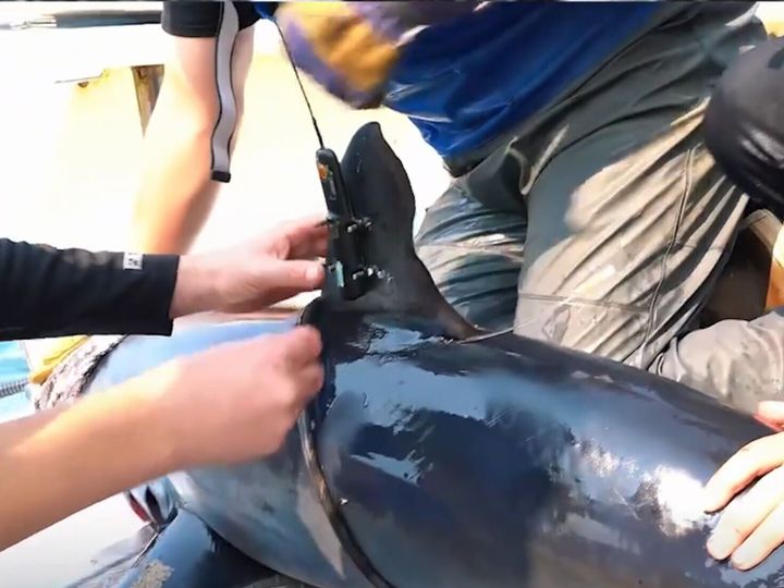 Scientist put sensors on sharks to help improve climate forecasts