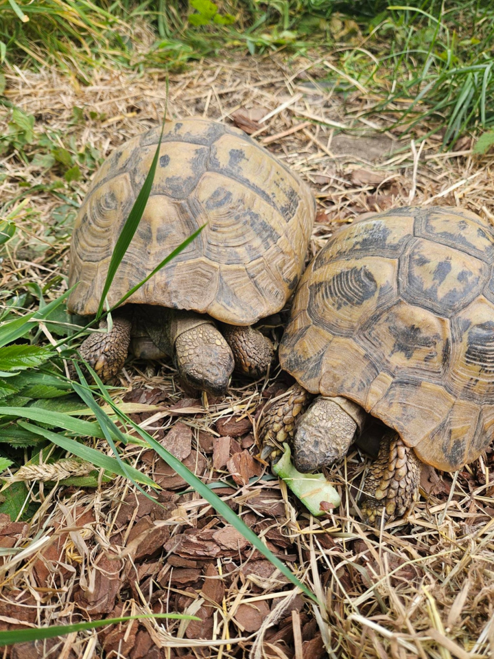 Tortoise missing for months found 300 meters away from home