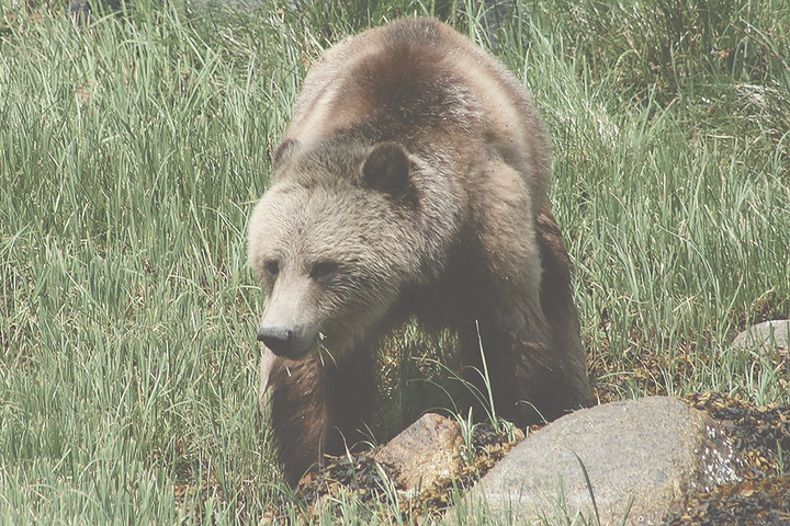 The consequences of bear and human interactions