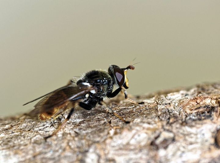 30,000 of rarest insects released into national park