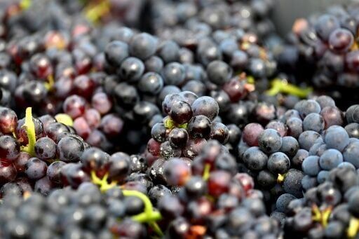 600-year-old pinot noir grape found in medieval French toilet