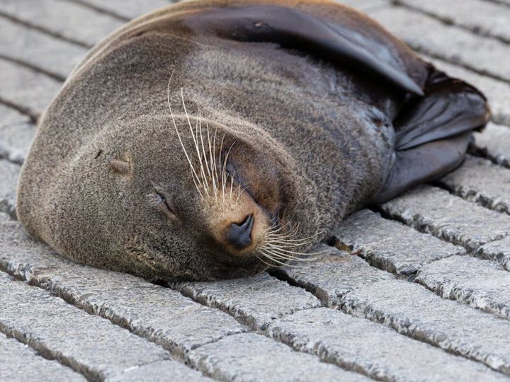 Study reveals how seals ‘detox’ to bounce back from hunting trips