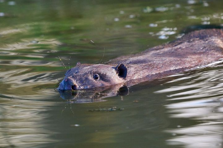 Family of beavers released into wild for first time in 400 years