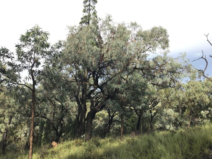 Report warns 1 in 6 plant species could be wiped out in 75 years