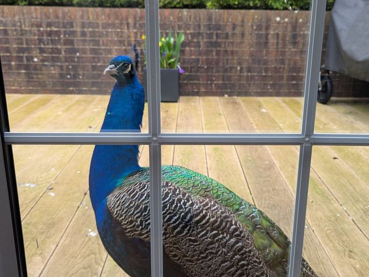 Residents baffled by random peacock that taps on windows for food