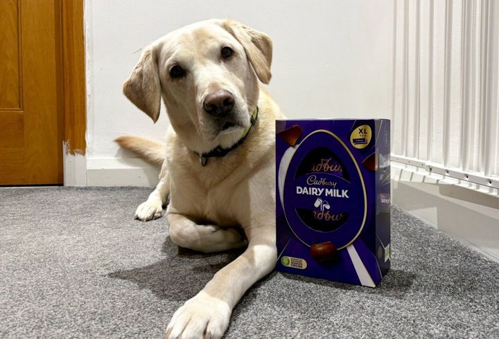 Dog saved by vets after eating seven chocolate Easter eggs