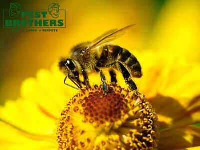Pest Brothers, Inc. – Pest, Lawn, & Termite Control Helps Miami Gardens Property Owners Stay Ahead of Pest Problems