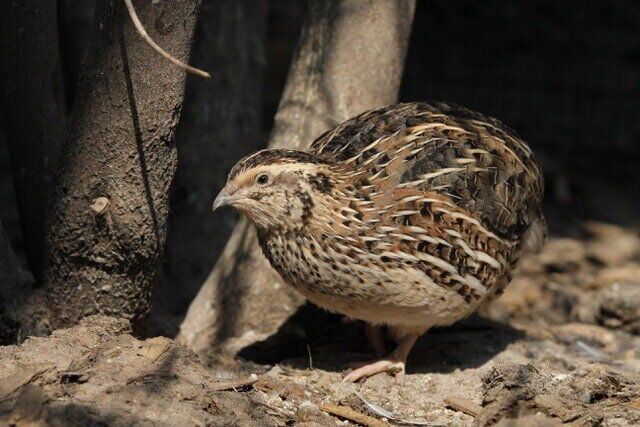 Birds who use more energy for parenthood die younger: study