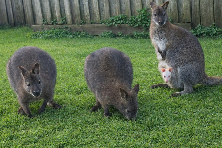 Rare albino wallaby born at animal rescue center