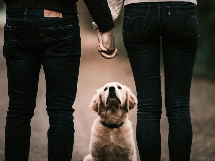 Which animal ‘personality types’ match best?