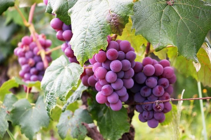 AI-powered grape ripeness detector aims to revolutionize wine industry