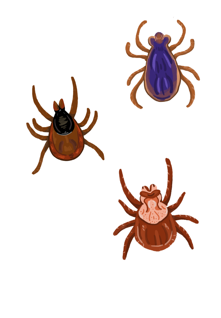 Is Climate Change Bringing Lyme Disease to Montana?