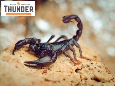 Thunder Pest Control Shares Effective Pest Prevention Tips for Homes and Commercial Properties in Durant