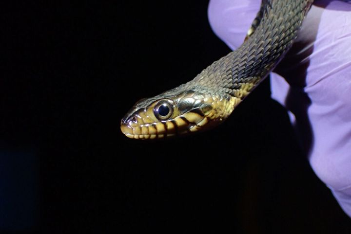 Research warns snakes facing extinction due to deadly diseases