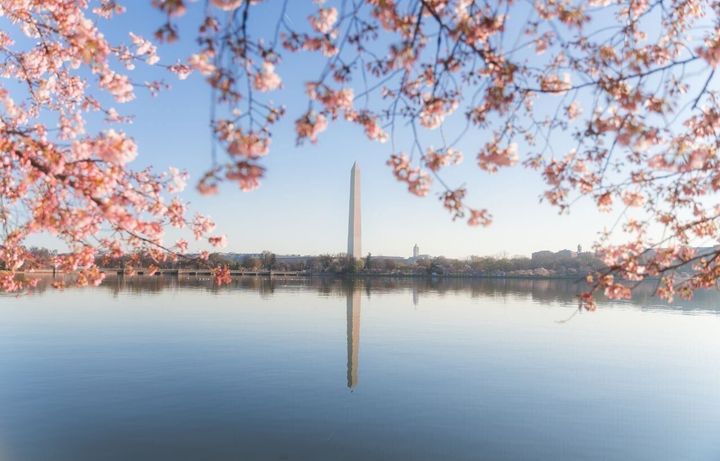 Washington D.C. Rings in 250 Years Beneath 250 New Cherry Trees
