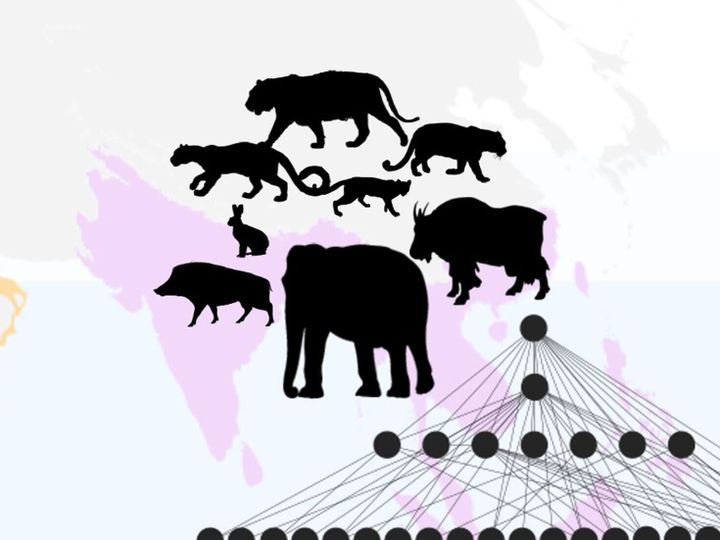 Why the Americas lost more giant mammals than Africa or Asia