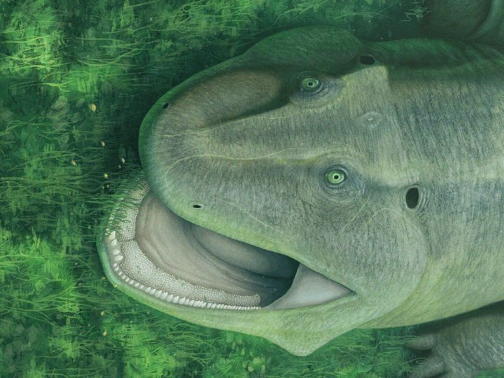 Creature with twisted jaw and sideways-facing teeth discovered