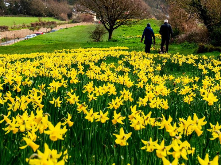 100,000 daffodils planted as gift beautifully in bloom