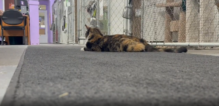 Montana shelters feel strain after Corvallis animal neglect case