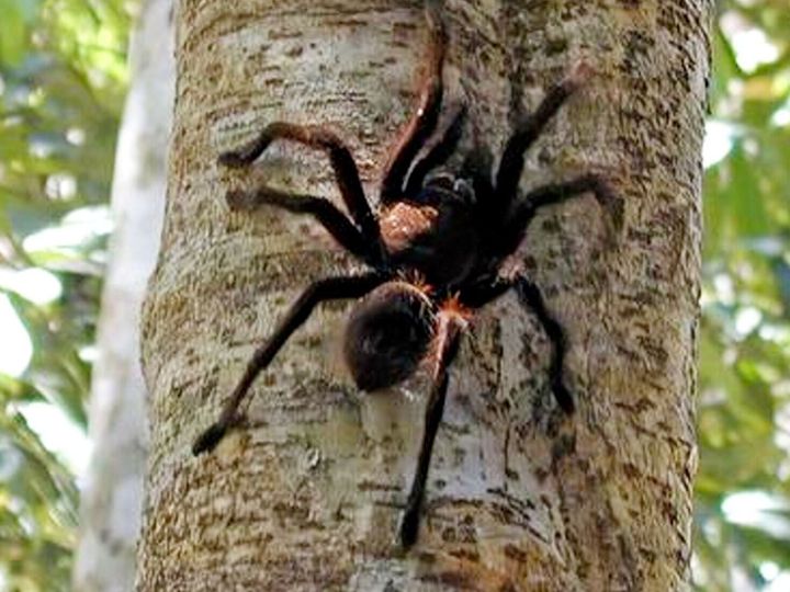 Tarantulas use ‘spidey sense’ to remember where to hunt