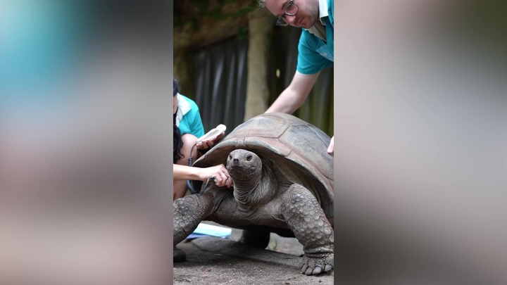 109-year-old giant tortoise’s neck swelling prompts health scare
