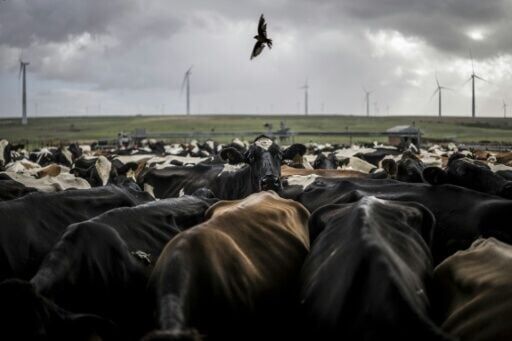 South Africa's livestock farmers reel from foot-and-mouth disaster