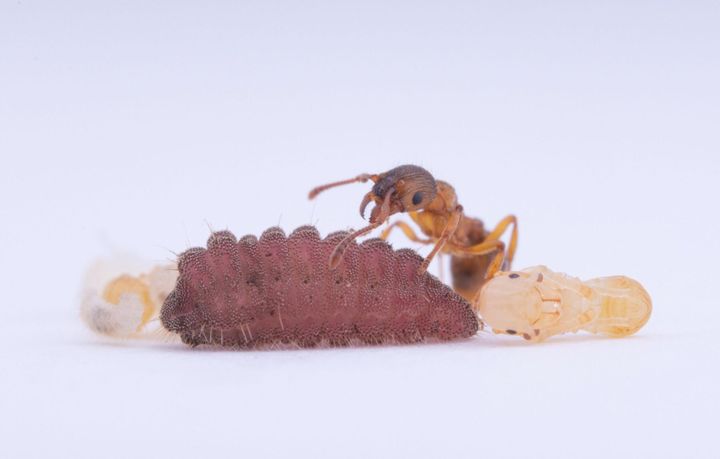 New research finds caterpillars ‘drum’ to communicate with ants