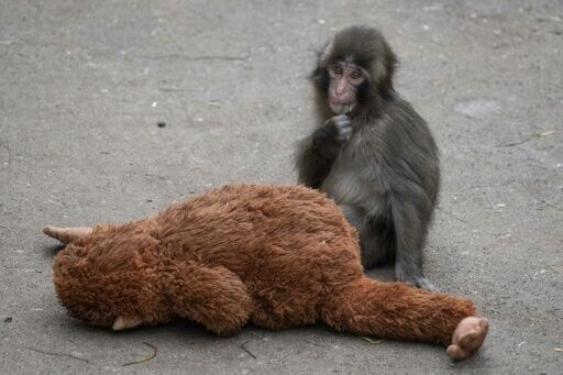 Baby monkey Punch acclimatising, making new friends at Japan zoo