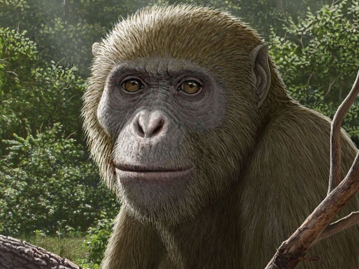 New ape discovery ‘reshaping’ understanding of evolution