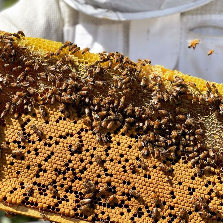 How honeybees make ‘baby food’ for their larvae