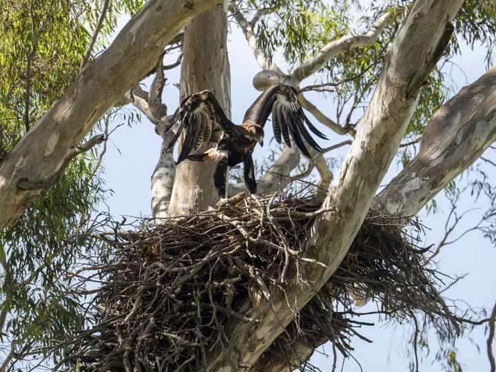 Eagle chick rescued after falling from nest