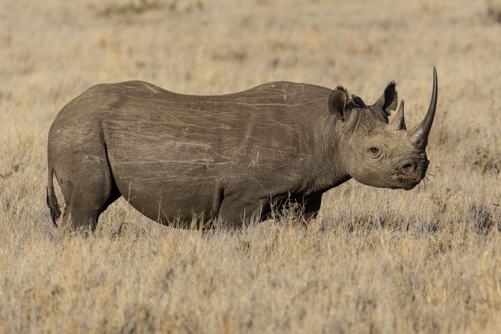 All-new Lab in Kenya Fills Critical Gap in Wildlife Health