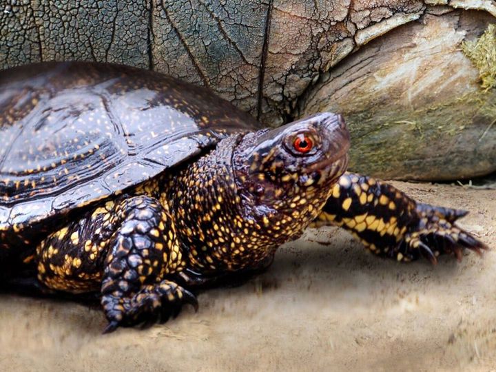 New research suggests cavemen hunted turtles, but not to eat