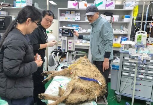 Escaped wolf in South Korea recaptured, returned to zoo