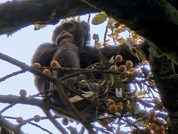 Drunk monkeys? Chimps consume significant levels of alcohol in wild