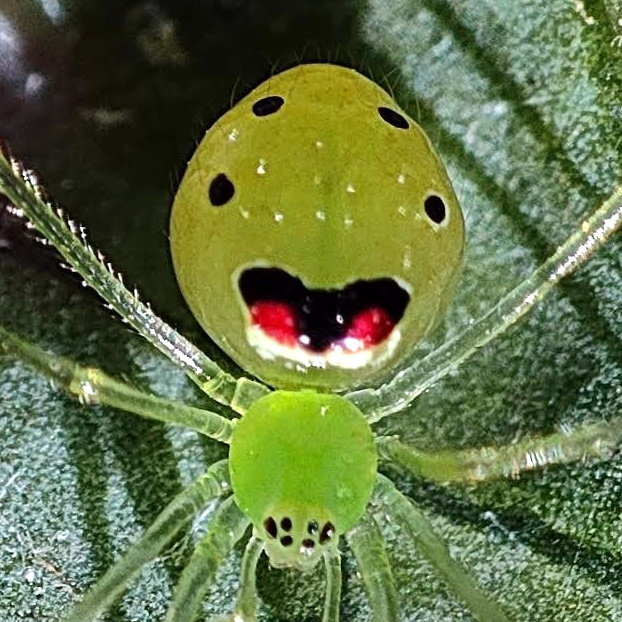 Spider with ‘happy face’ discovered in the Himalayas