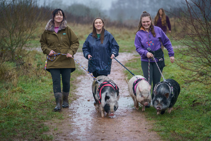 Woman creates unique therapy with pigs