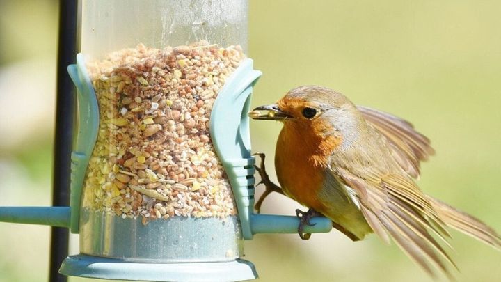 Most commonly seen birds in Montana