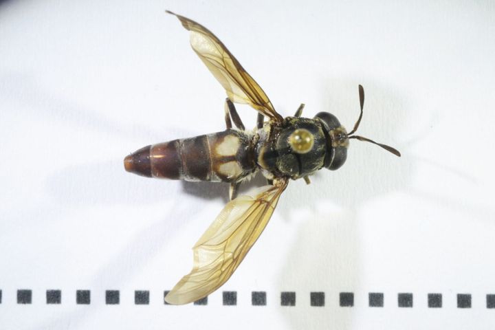 Research reveals early Europeans ate creepy crawlies regularly