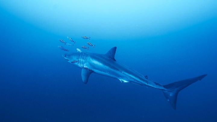 Divers come face to face with great white shark for first time