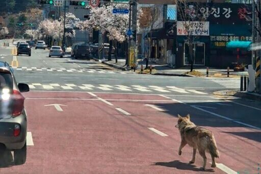 Escaped wolf forces school closure in South Korea