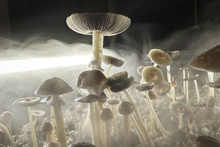 Magic mushroom-infused products appear in Colorado gas stations – what public health officials want consumers to know