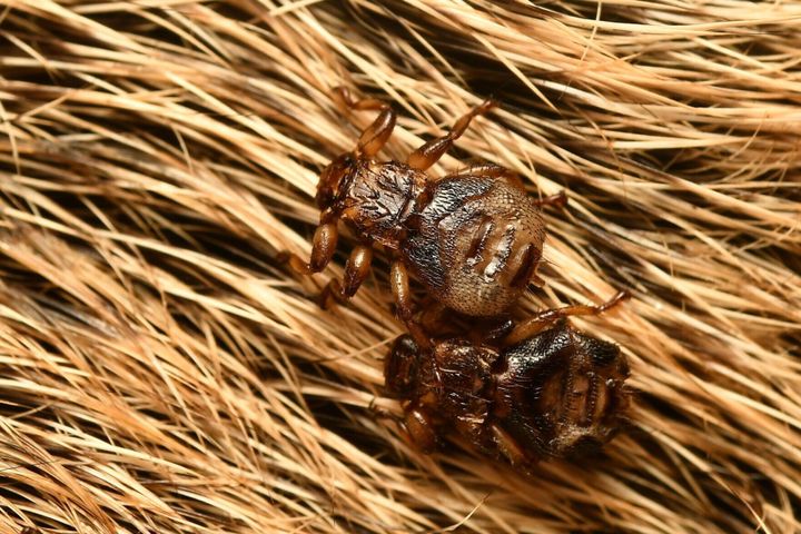 Research reveals fly ‘sacrifices’ sight after finding host to live on