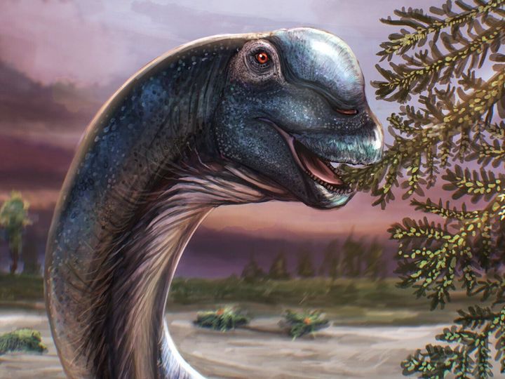 Newly identified long-necked dino weighed same as 9 elephants
