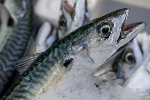 UK supermarket suspends mackerel sales in 'stand against overfishing'