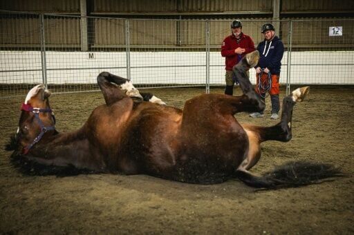 Horses unlikely saviours for those who serve in uniform