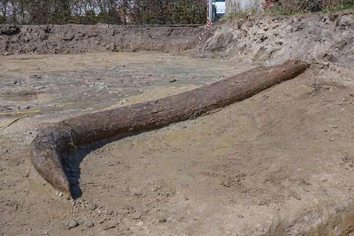 Ice Age woolly mammoth found likely butchered by hunters